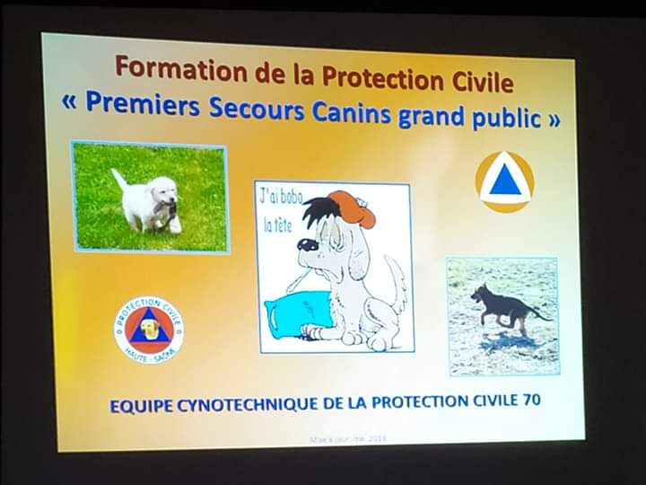 Formation secours canin